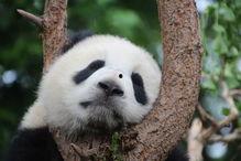 熊猫duck吃瓜体育生,揭秘体育生圈层文化