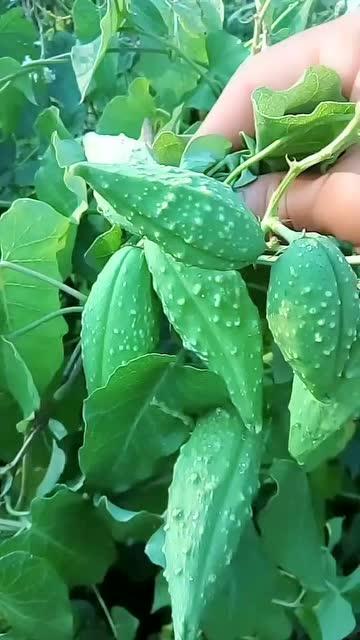 植物巨人吃瓜,瓜果盛宴的奇幻之旅