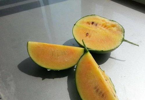 彩虹瓜可以吃吗,揭秘其美味与食用指南