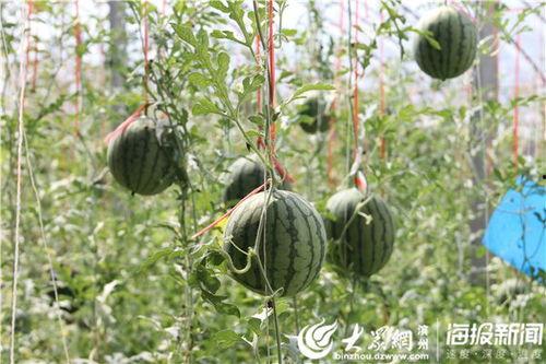 南京工程吃瓜视频,揭秘校园生活趣味瞬间