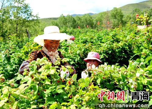 湟源县吃瓜,探寻瓜乡美食之旅