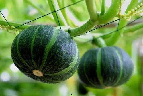 玫瑰吃瓜图片大全,浪漫与幽默的视觉盛宴