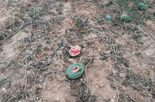 野猪吃瓜视频,一场自然界的趣味奇观