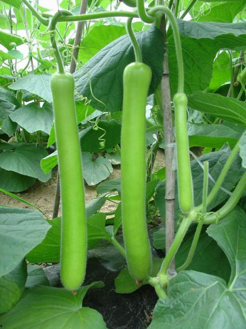 七鹅吃瓜酱,探寻美食新境界